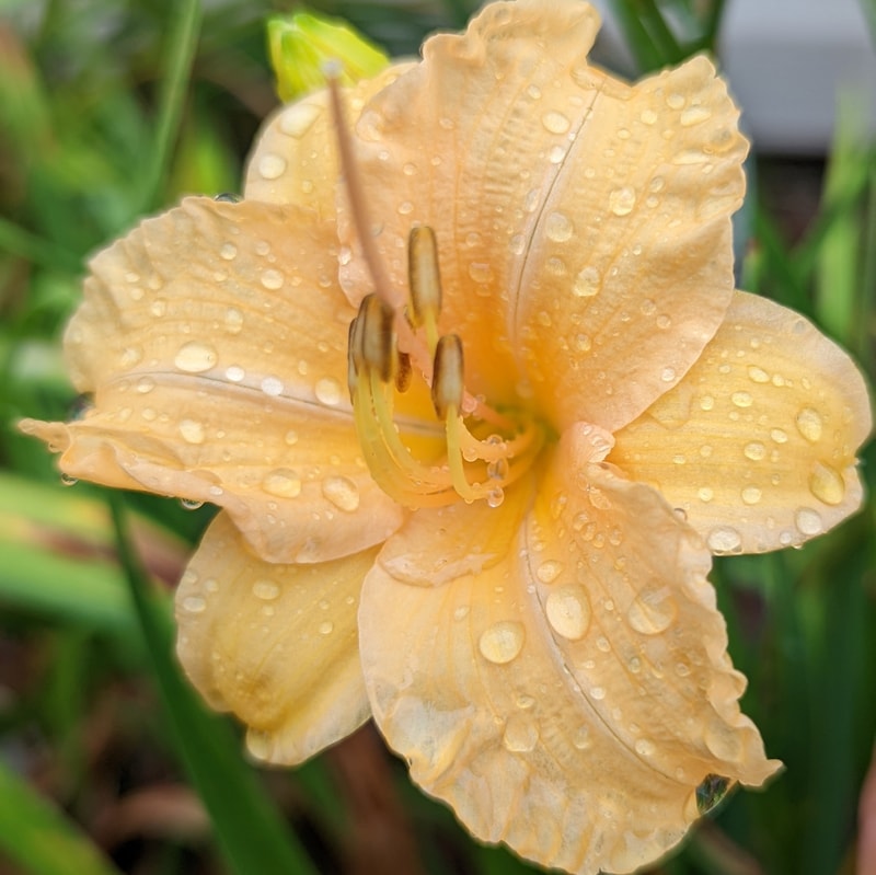 Leprechaun's Lace from Haley_Springs_Farm