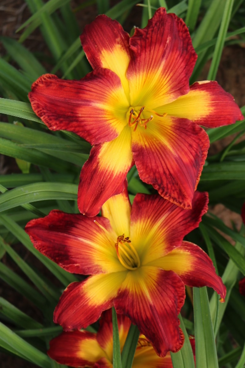 Wispy Rays from Haley_Springs_Farm