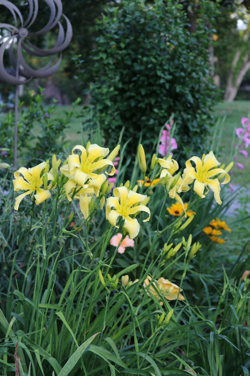 Spider Miracle from Haley_Springs_Farm