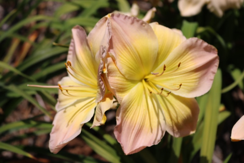 Bright and Morning Star from Haley_Springs_Farm