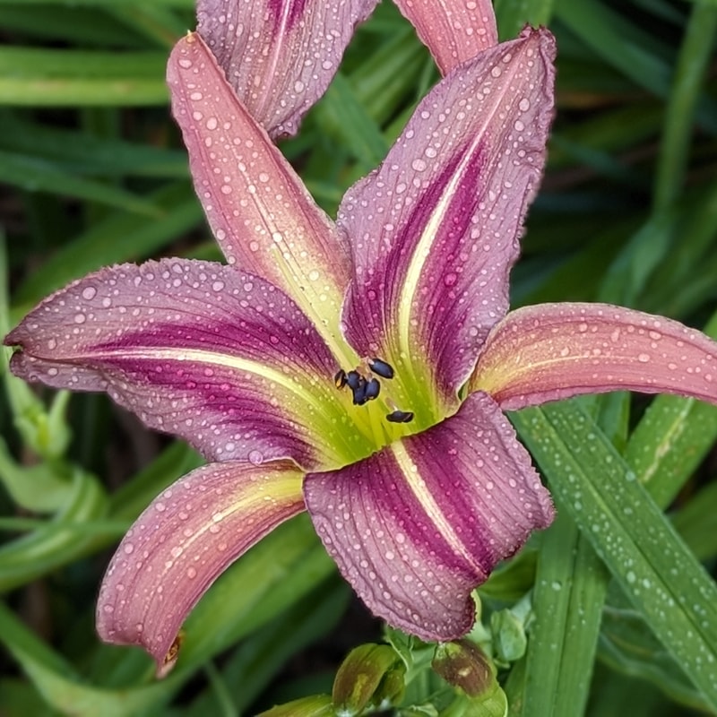 Lizard's Purple Fashion from Haley_Springs_Farm