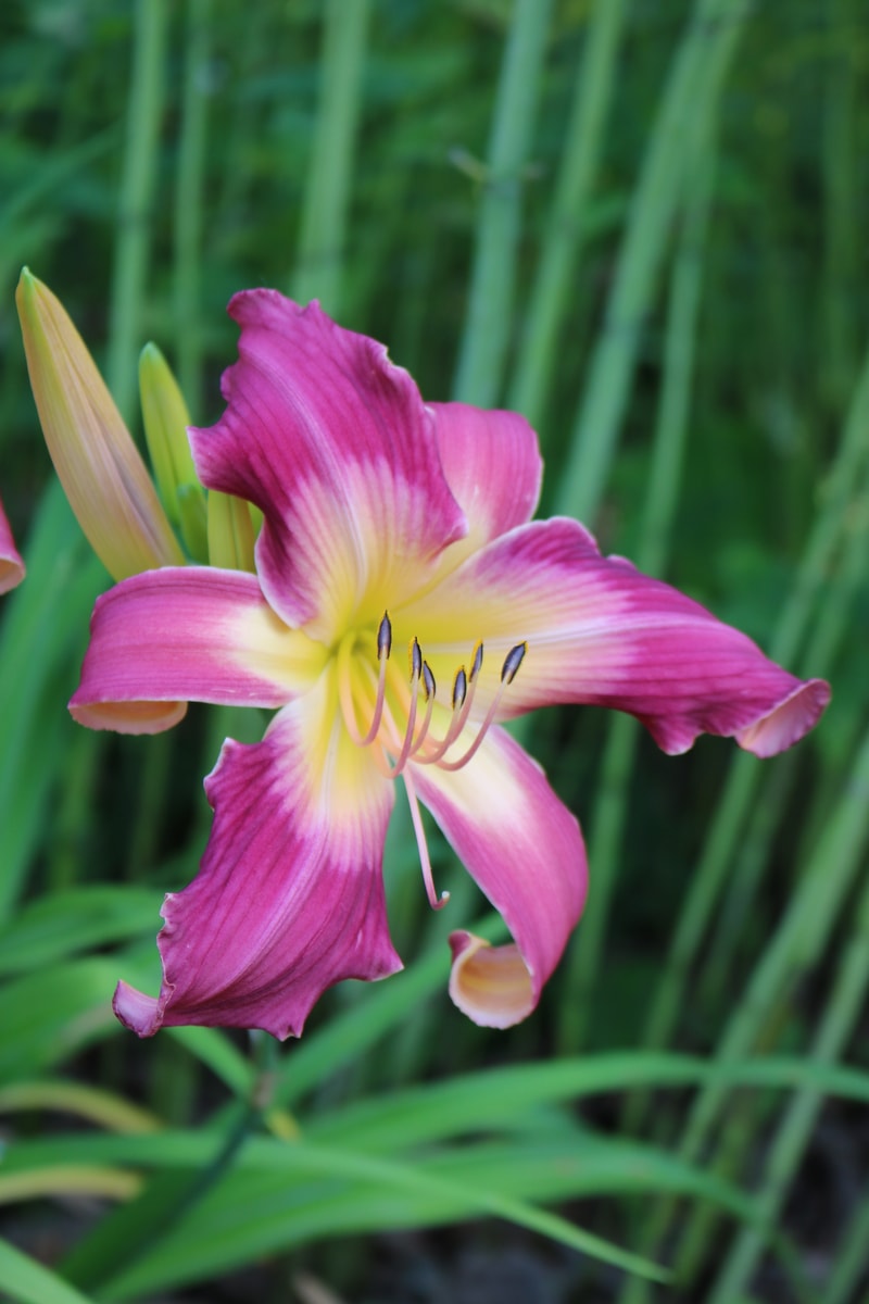 Lake Norman Spider from Haley_Springs_Farm