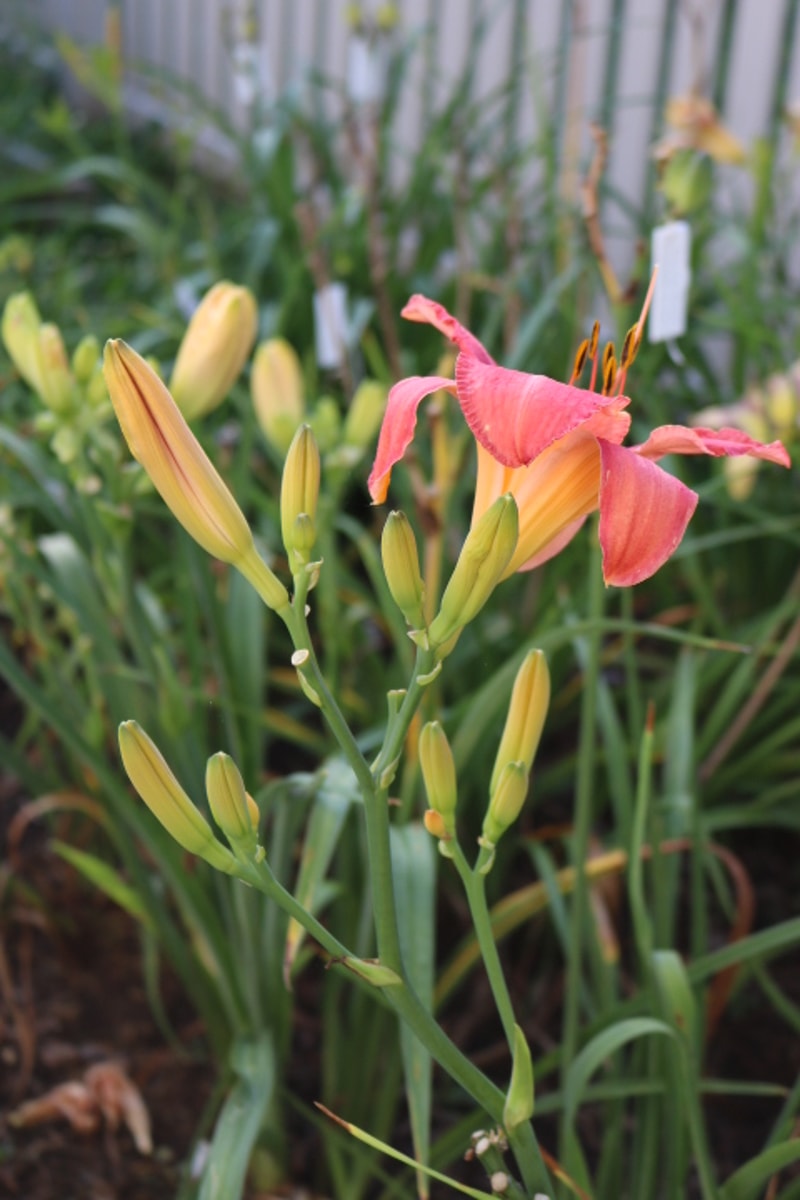 Persian Market from Haley_Springs_Farm