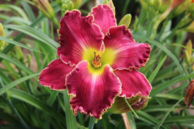 Cimarron Rose from Haley_Springs_Farm