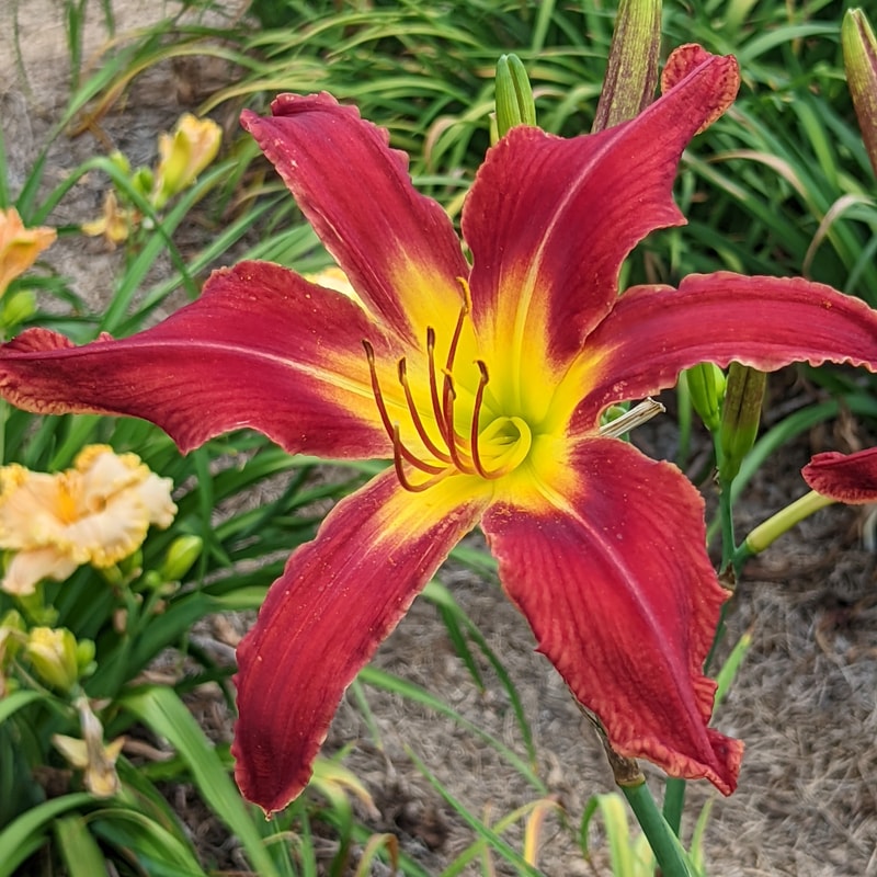 Heavenly United We Stand from Haley_Springs_Farm