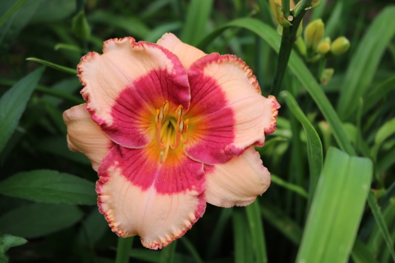 Jamaican Music from Haley_Springs_Farm