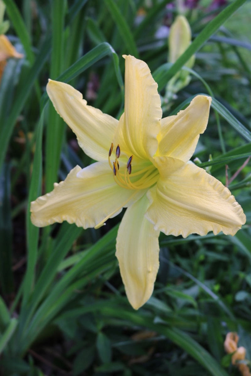 Mynelle's Starfish from Haley_Springs_Farm