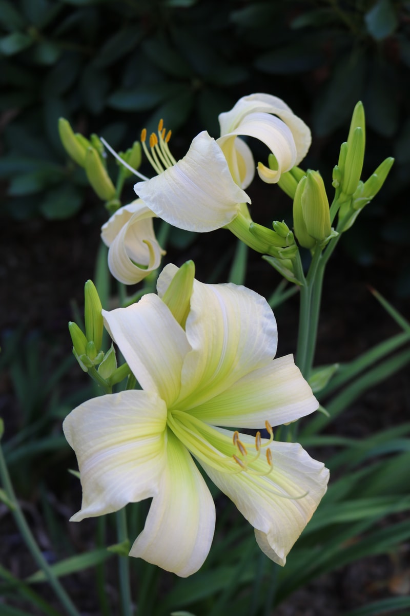 Nikki's Haiku from Haley_Springs_Farm