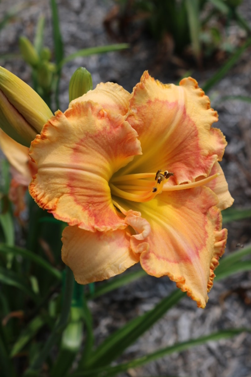 Lillian's Alabama Sunrise from Haley_Springs_Farm