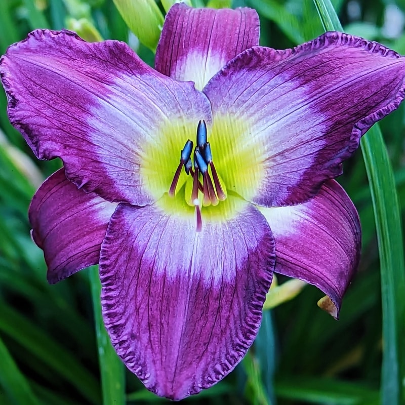 Claudine's Charm from Haley_Springs_Farm