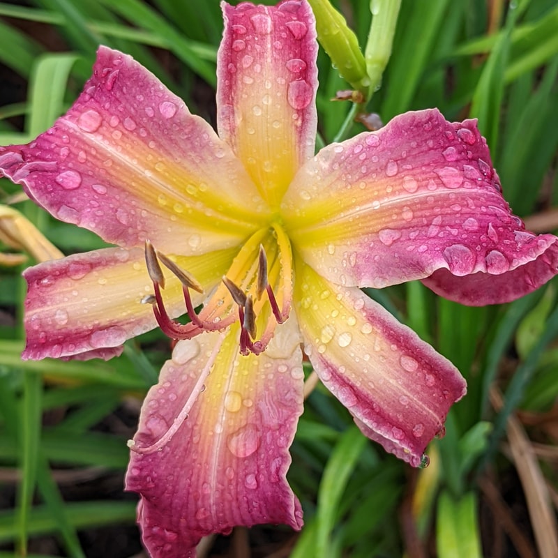 Raspberry Grin from Haley_Springs_Farm