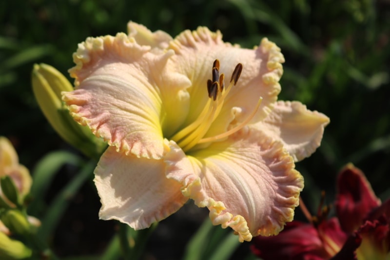 Kensington Plantation from Haley_Springs_Farm