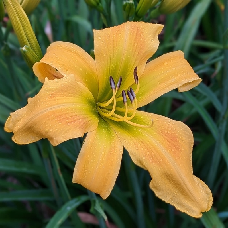 Natural Delight from Haley_Springs_Farm