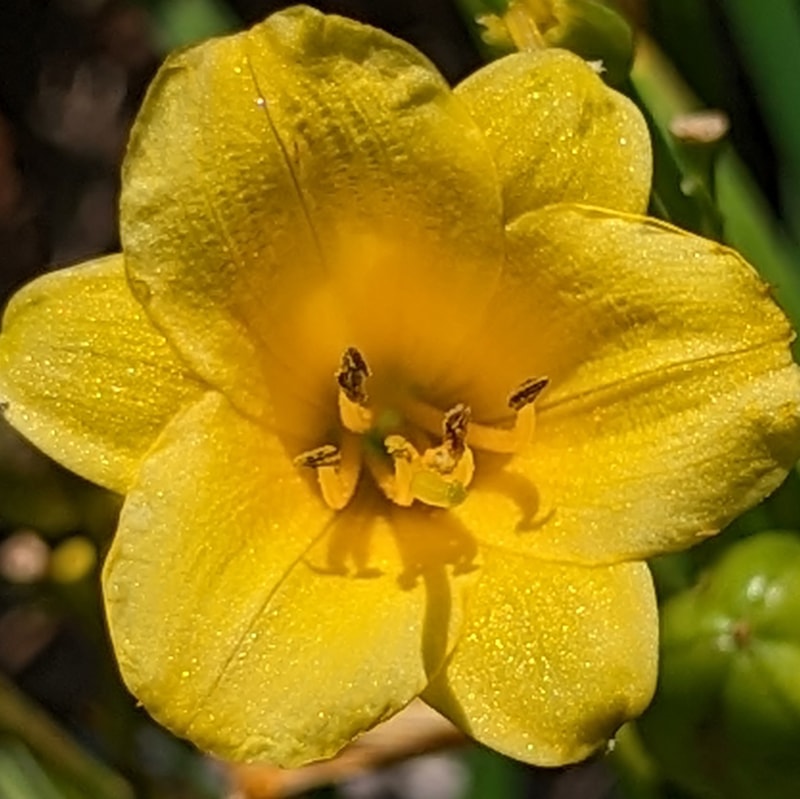 Penny Earned from Haley_Springs_Farm