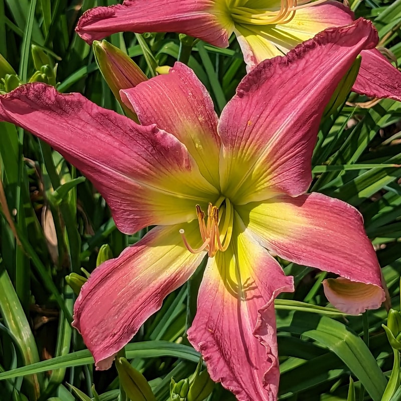 Sweet Child of Mine from Haley_Springs_Farm