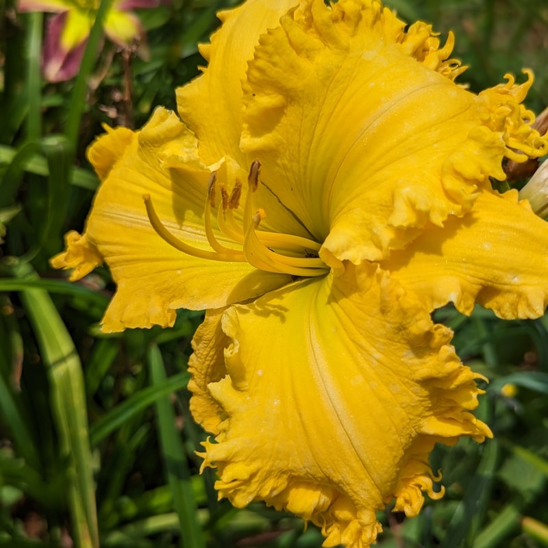 Spacecoast The Green Mile from Haley_Springs_Farm