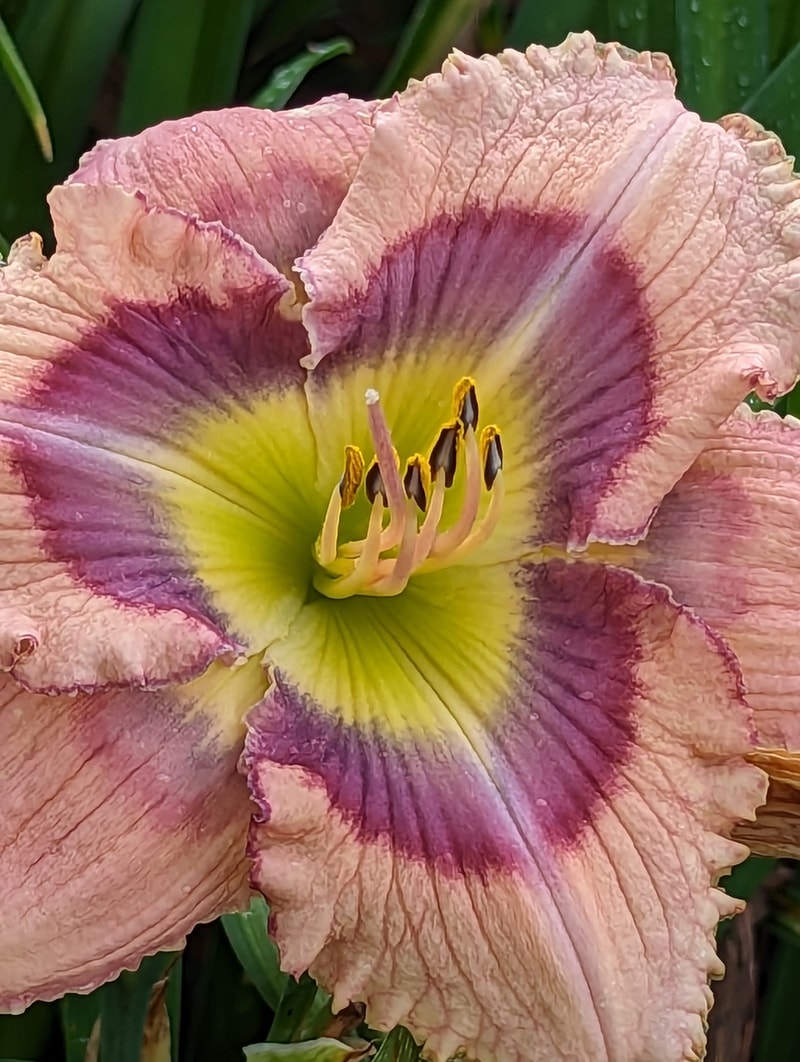 Enigmatic from Haley_Springs_Farm