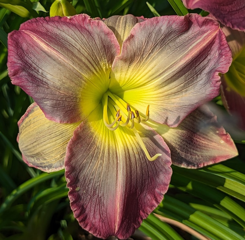 Pigment of Imagination from Haley_Springs_Farm