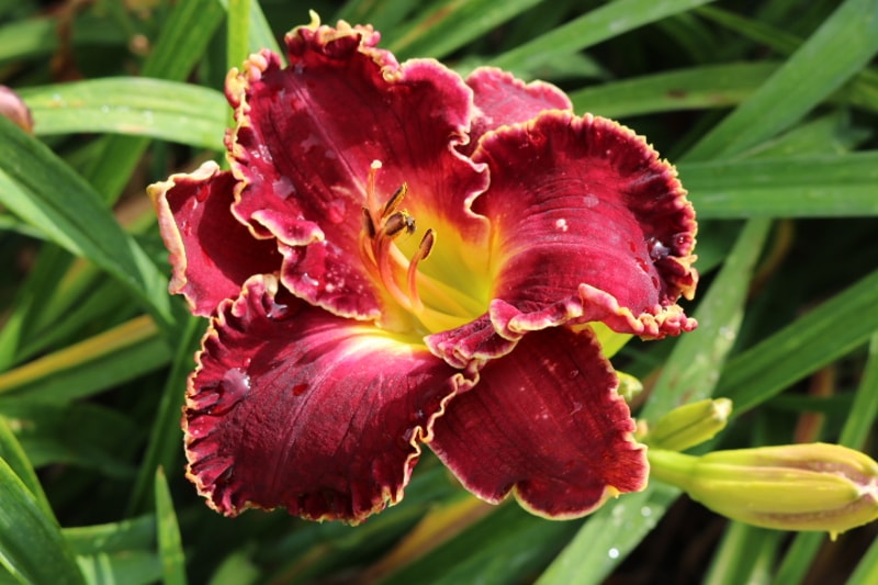 Seize the Night from Haley_Springs_Farm