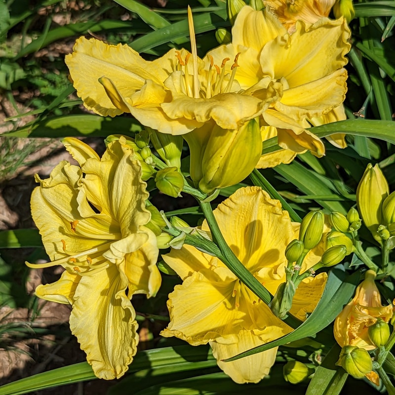 Regal Yellow from Haley_Springs_Farm