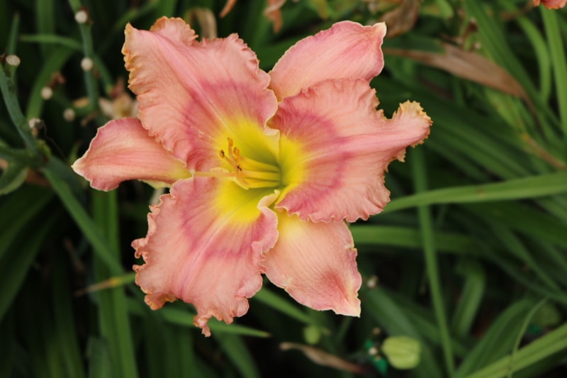 Spacecoast Dream Catcher from Haley_Springs_Farm