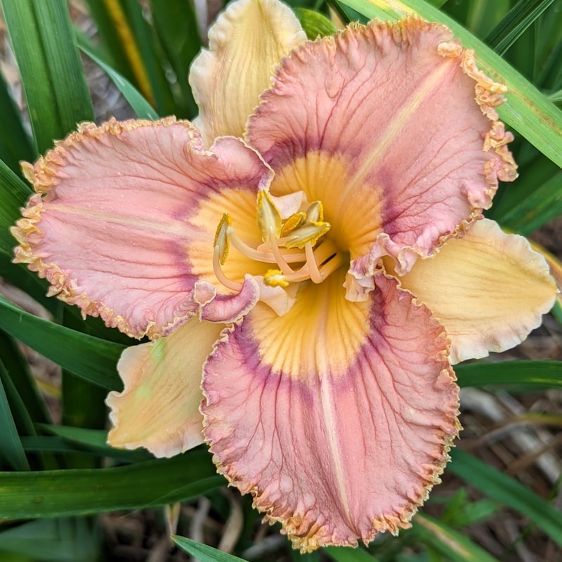 Prickly Sensation from Haley_Springs_Farm