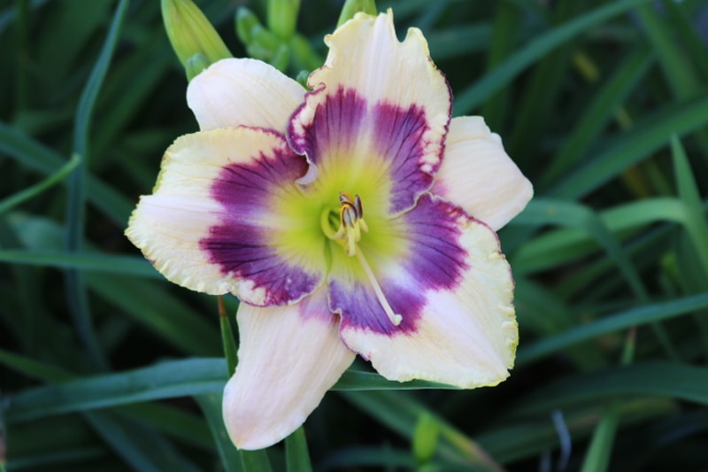 This Magic Moment from Haley_Springs_Farm