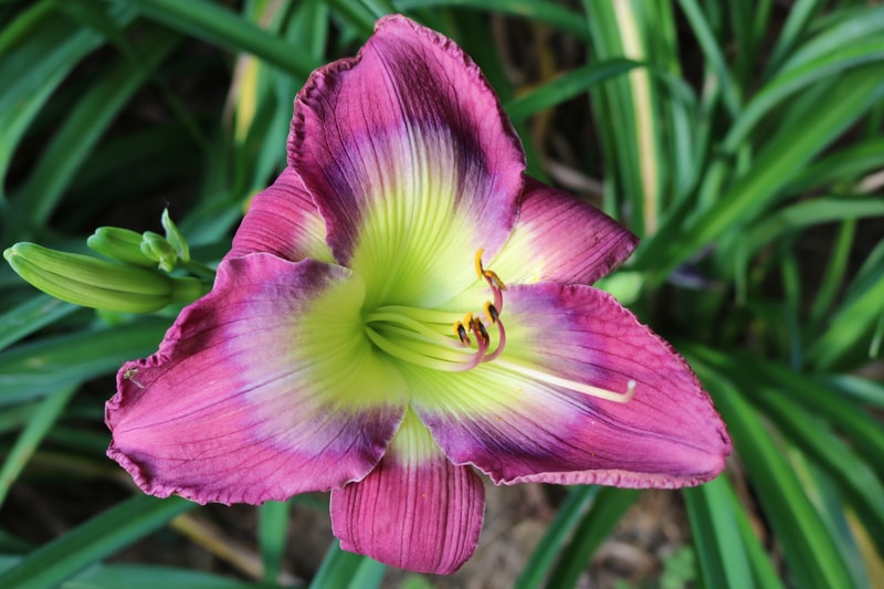 Reforma Boulevard from Haley_Springs_Farm