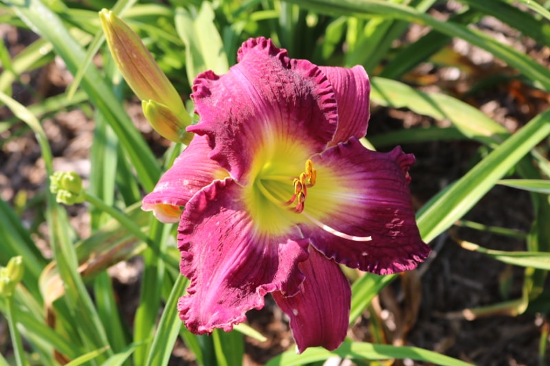 David Scott Turk from Haley_Springs_Farm