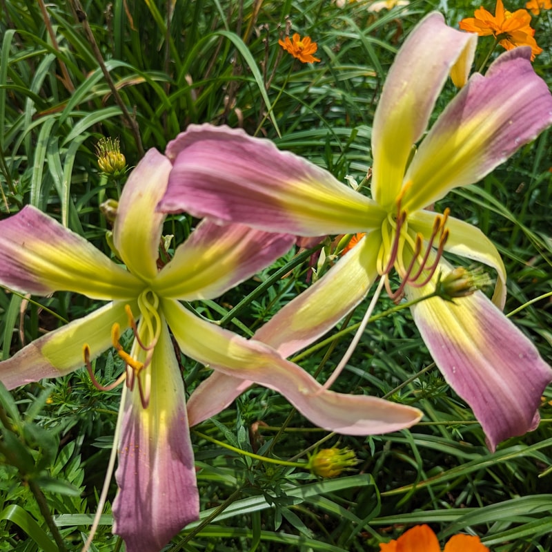Azure Wings from Haley_Springs_Farm