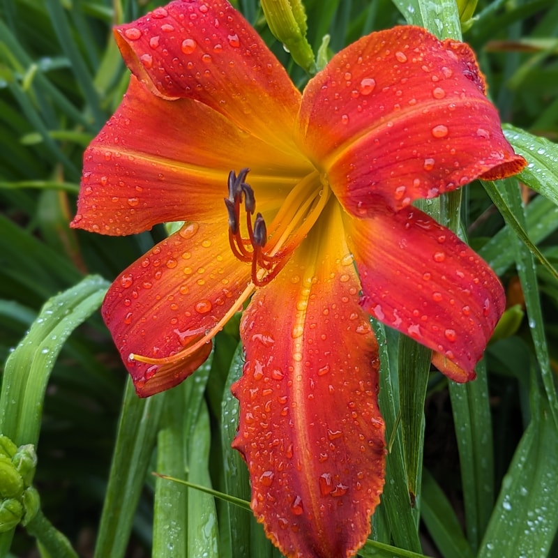 Bob Marley from Haley_Springs_Farm