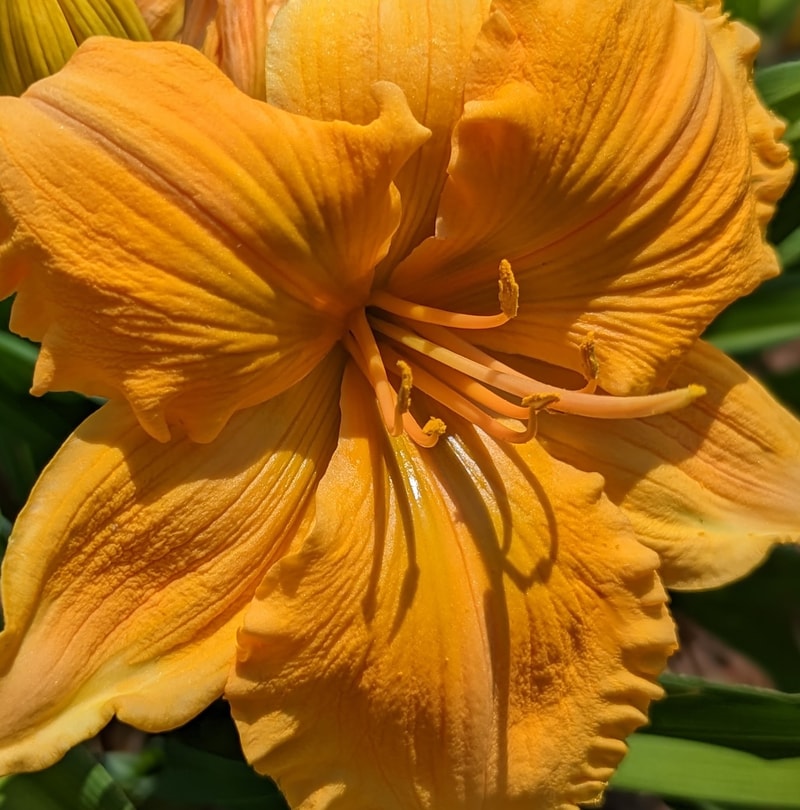 Golden Hibiscus from Haley_Springs_Farm