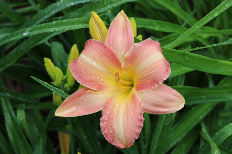 Hawaiian Swirls from Haley_Springs_Farm