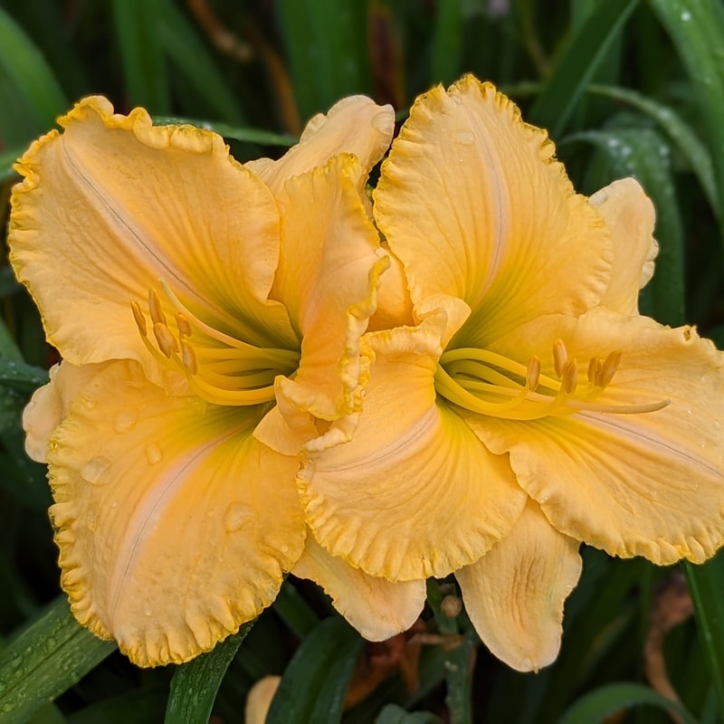 Collier from Haley_Springs_Farm