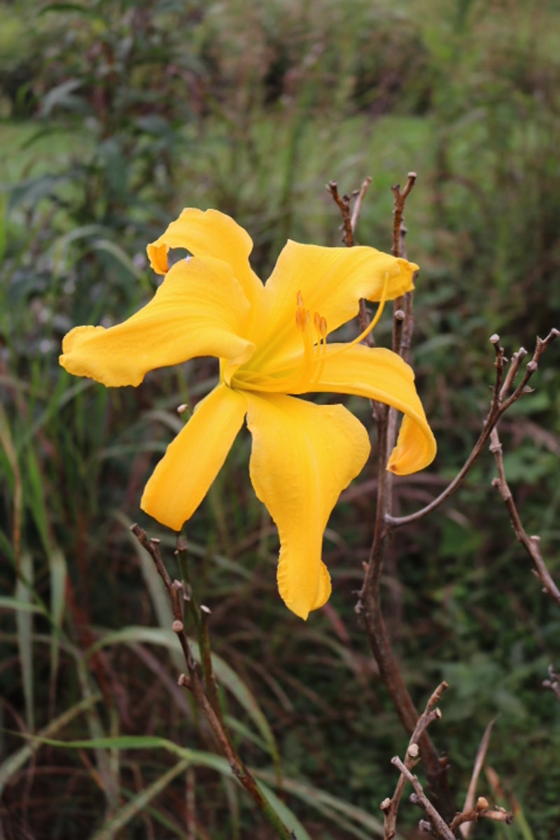 Reach for the Heavens from Haley_Springs_Farm