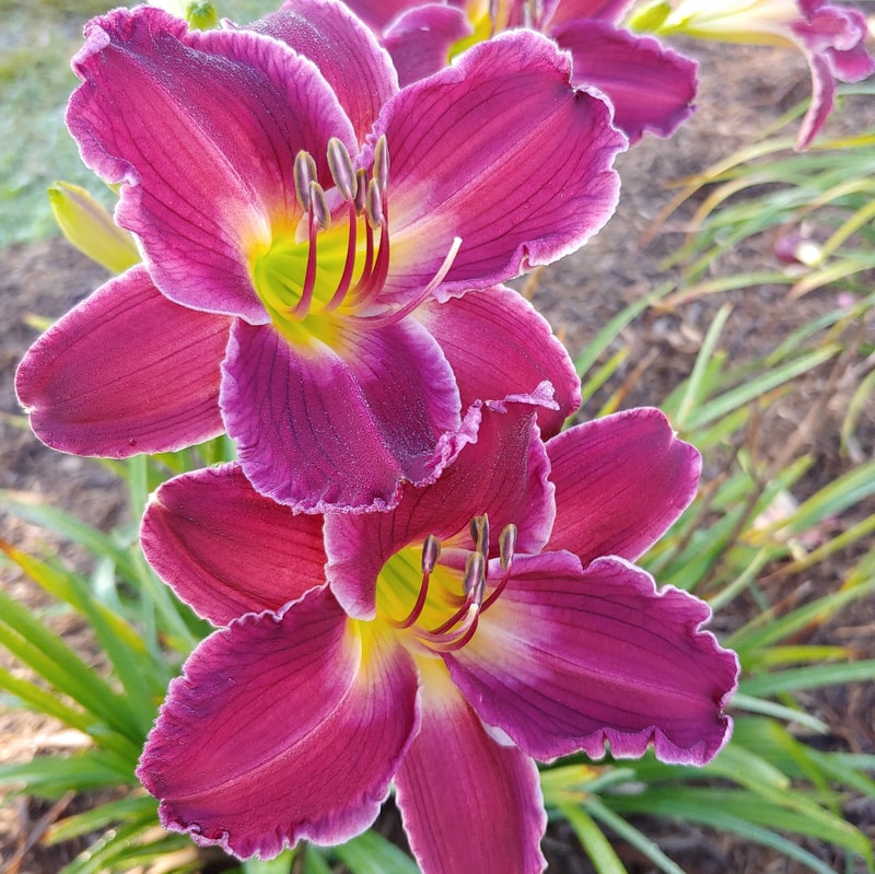 Indian Giver from Haley_Springs_Farm