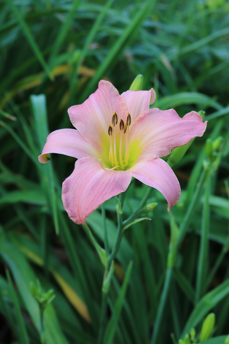 Winsome Lady from Haley_Springs_Farm