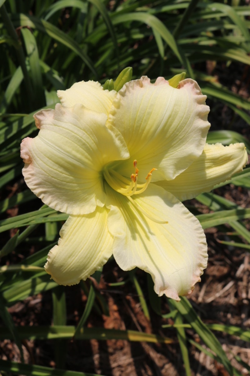 Beautiful Edgings from Haley_Springs_Farm