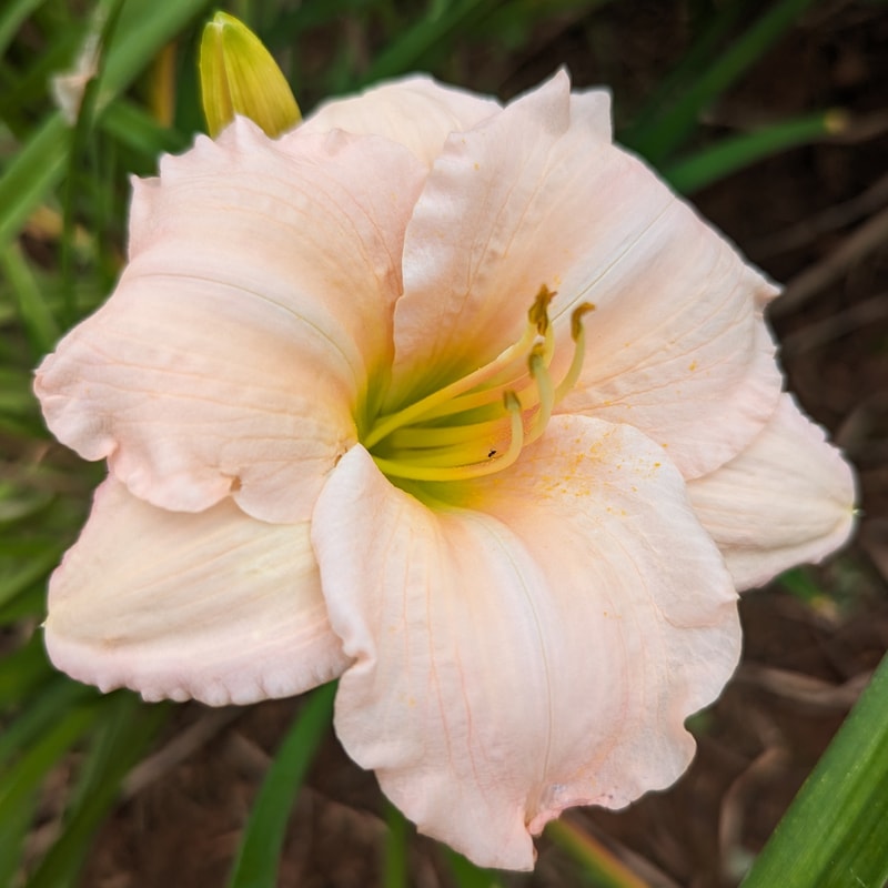 Fairy Tale Pink from Haley_Springs_Farm