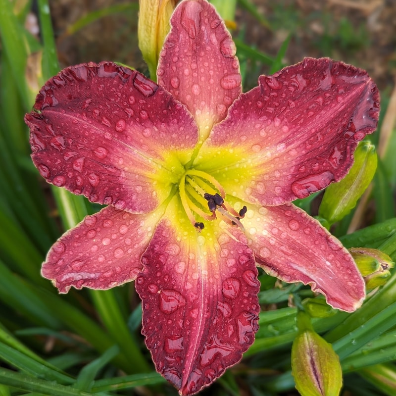 Tontos Expanding Headband from Haley_Springs_Farm