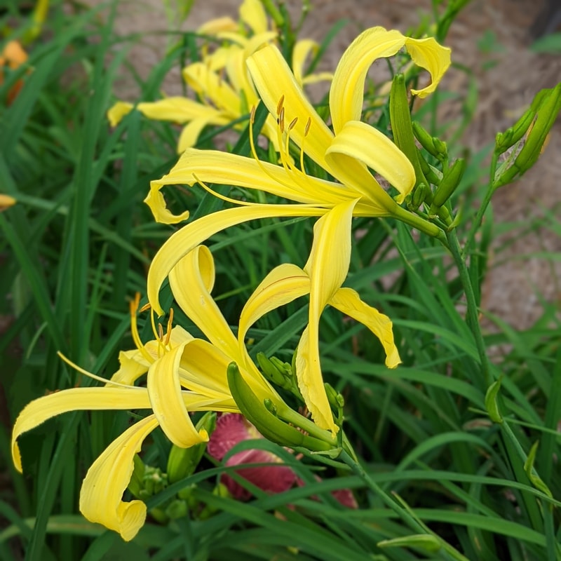 Kindly Light from Haley_Springs_Farm