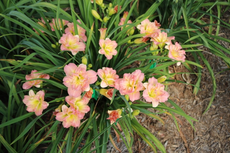 Siloam Double Classic from Haley_Springs_Farm