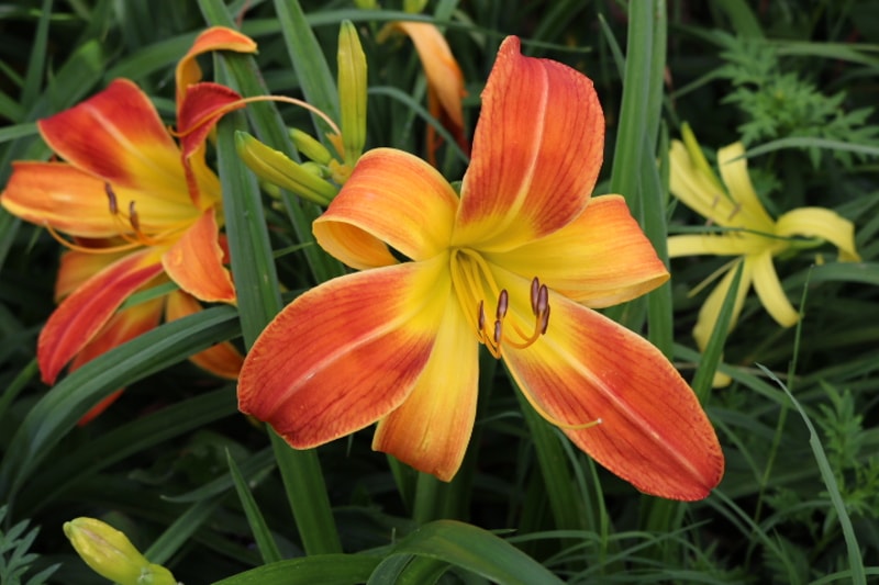 Octopus Hugs from Haley_Springs_Farm