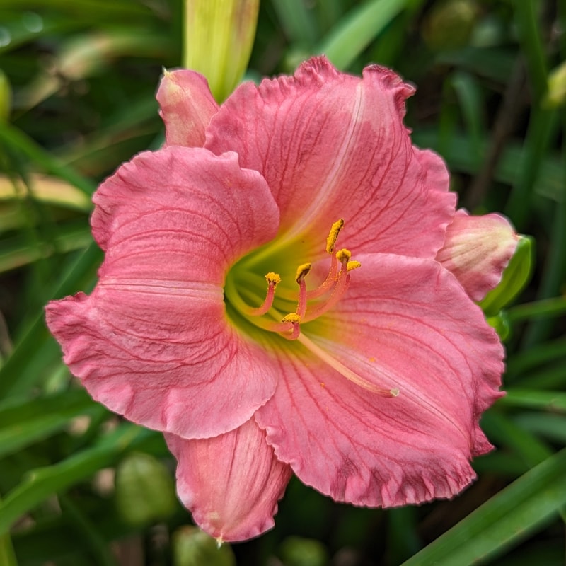 Bosie from Haley_Springs_Farm