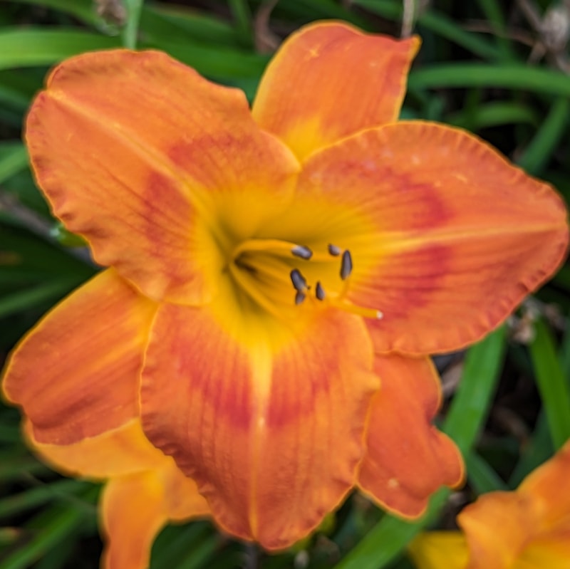 Jambalaya from Haley_Springs_Farm