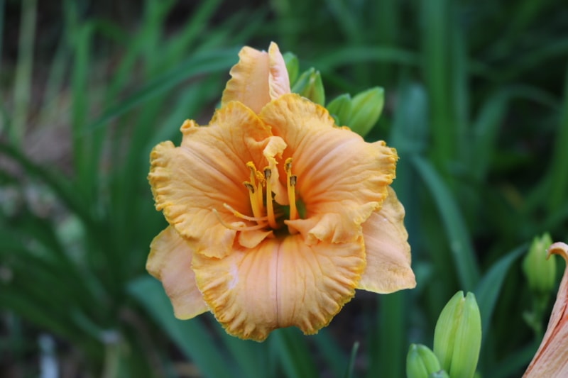 Spacecoast Tiny Perfection from Haley_Springs_Farm