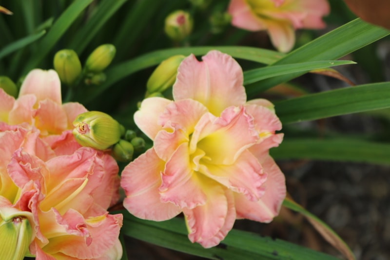 Lacy Doily from Haley_Springs_Farm