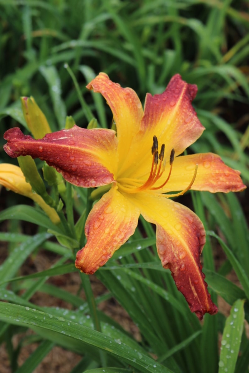 Guinea Jubilee from Haley_Springs_Farm