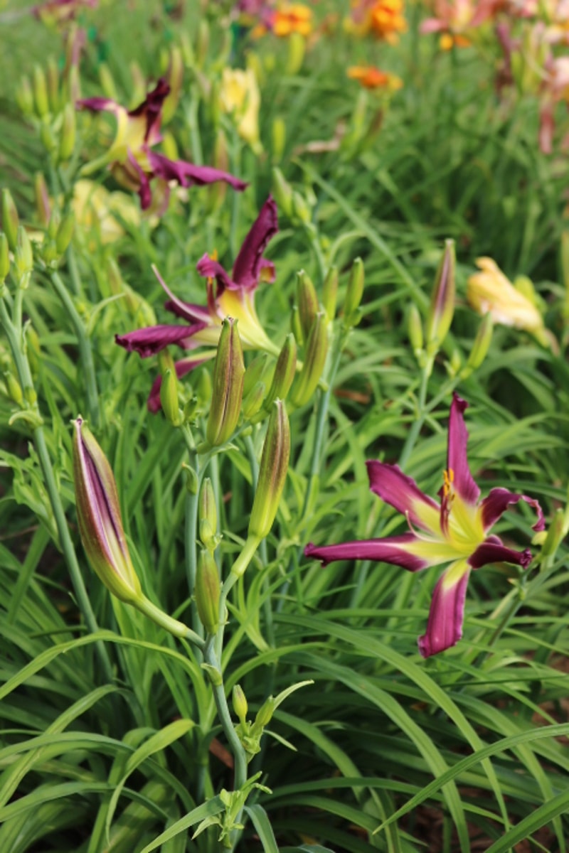 Purple Many Faces from Haley_Springs_Farm
