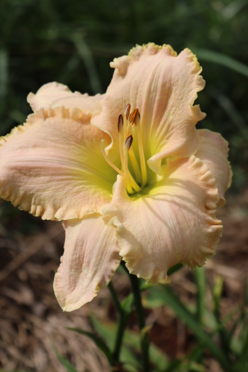 Ricter from Haley_Springs_Farm